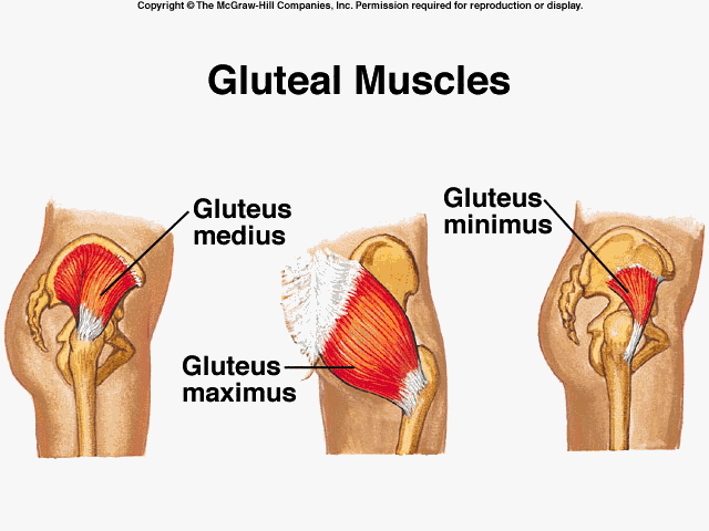 gluteus-mm