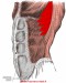 priekinis-dantytasis-raumuo-serratus-anterior-1